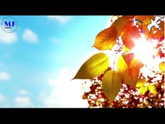 Pigeon 1 éclairage de rue solaire