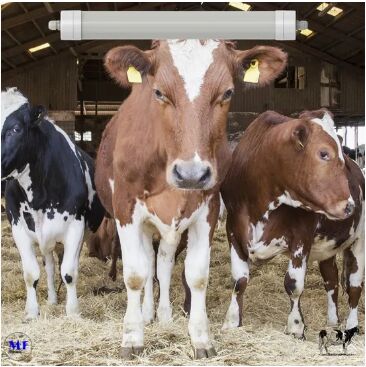 LED Tri-Proof Light Anti-Ammoniaque Couleur blanche Ik10 IP69K 0~10V Dim CCT Puissance réglable 170lm/W 1,6m pour le bétail de ferme